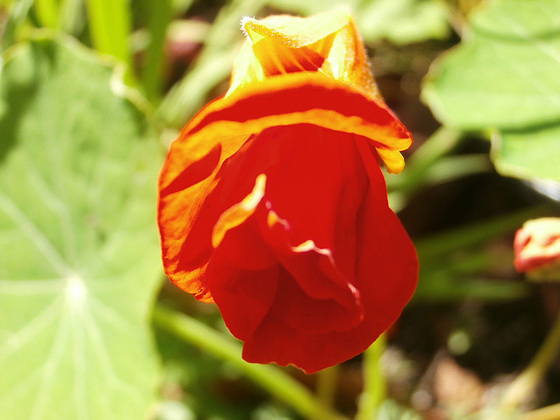 New nasturtium unfolding