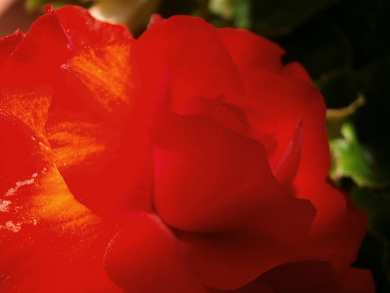 Lovely red of the begonia