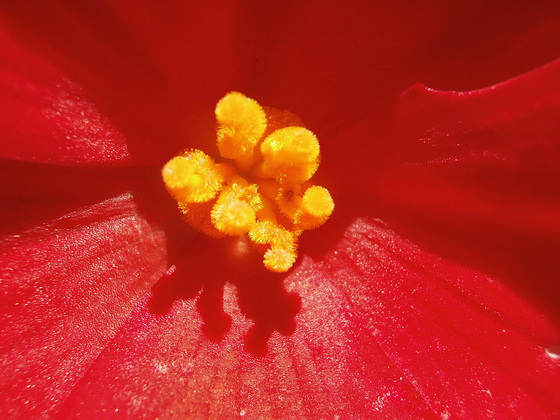 Close up of the middle of the begonia