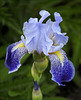 Iris 02