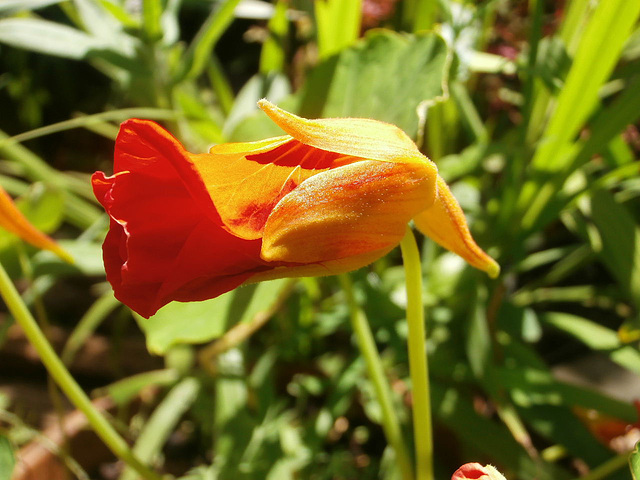 The new flower on the nasturtium