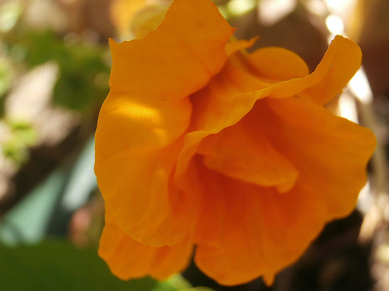 The yellow nasturtium unfolding