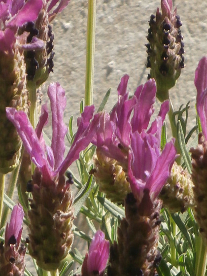 The lavender enjoying the sun