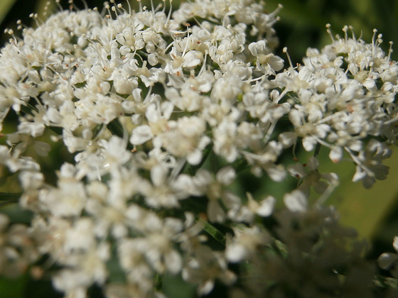 New flowers out - lovely and white