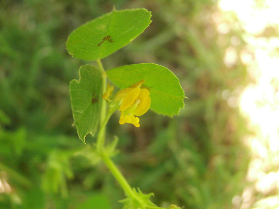 A macro of a tiny plant which is invading my garden at the moment