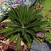 Péchés virtuels- Cycas revoluta