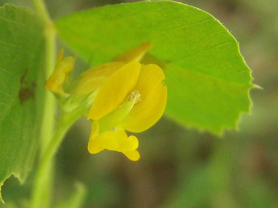 Macro of this tiny plant