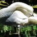 swan at valentines park, ilford, london