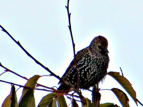 starling