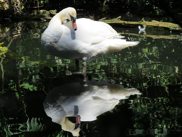 swan at valentines park, ilford, london