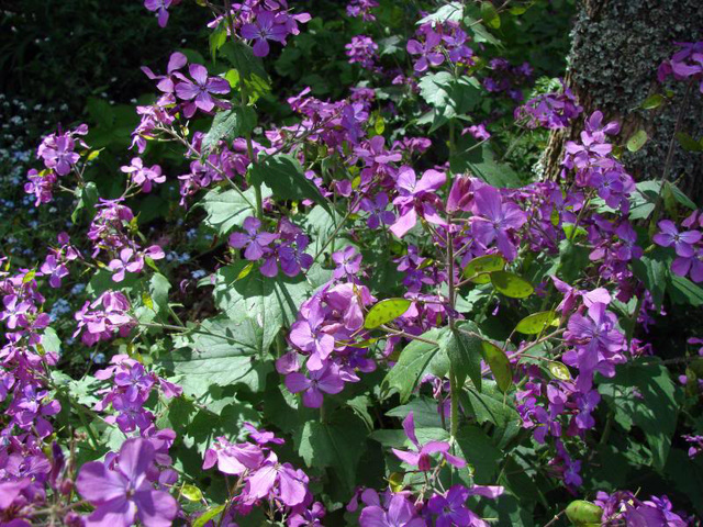 Such Colour Makes a Fine Showing