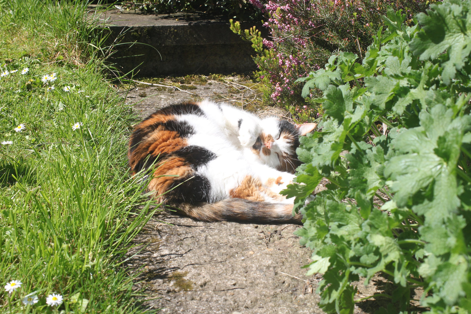 A Cat's Life