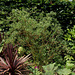 Péchés virtuels- Salix matsudana var pekinensis 'Tortuosa'