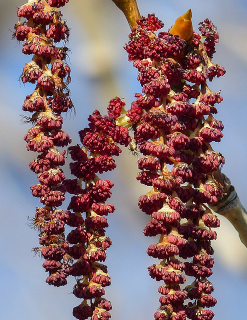 Hybrid Poplar catkins