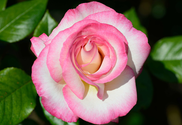 Macro d'une belle rose