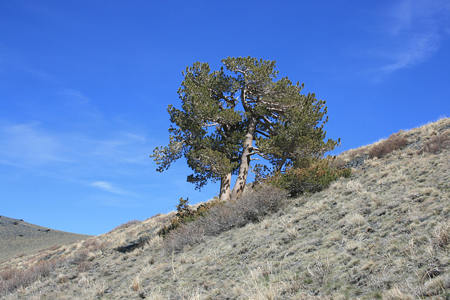 Lone Tree(s)