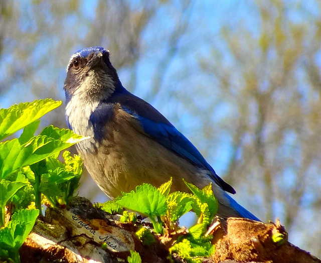 Western Scrub Jay