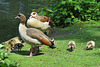 ducks at valentines park, ilford, london