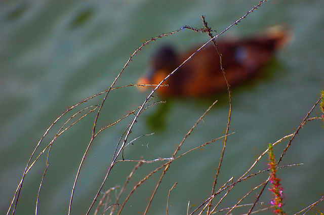 weeds on the shore