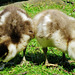 ducklings at swan at valentines park, ilford, london