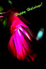 the Christmas cactus once again
