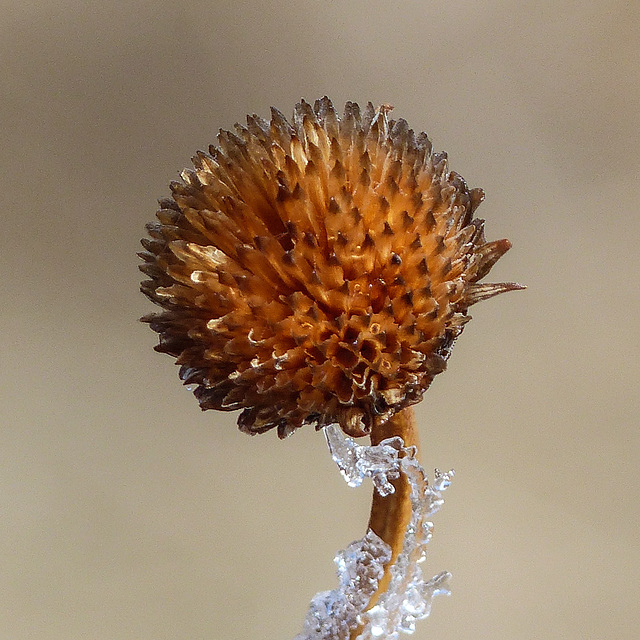 Held in an icy grip