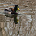 Mallard with reflections