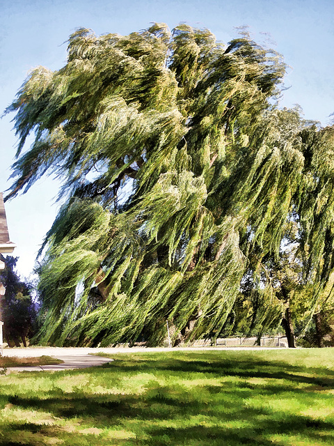 the willows in the wind