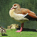 ducks valentines mansion park, ilford, redbridge, london (18)
