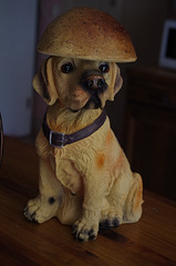 chien chapeauté