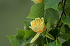 BESANCON: Un Tulipier de Virginie ( Liriodendron tulipifera ) - 01.