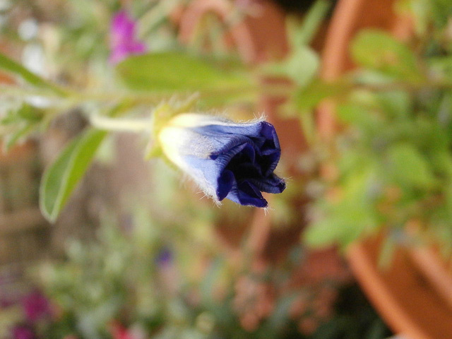 A lovely dark blue petunia starting to open