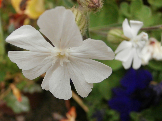A white wild flower