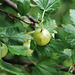 Gooseberries