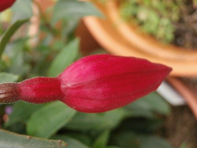 A new fuschia about to open