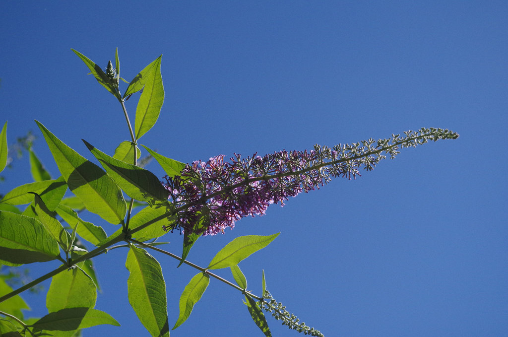 Buddleia - arbre aux papillons