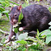 rat at valentines park, ilford, london