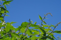 Buddleia - arbre aux papillons et libellule  (caloptéryx splendens)