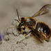 Anthidium manicatum male (Wool-carder bee)