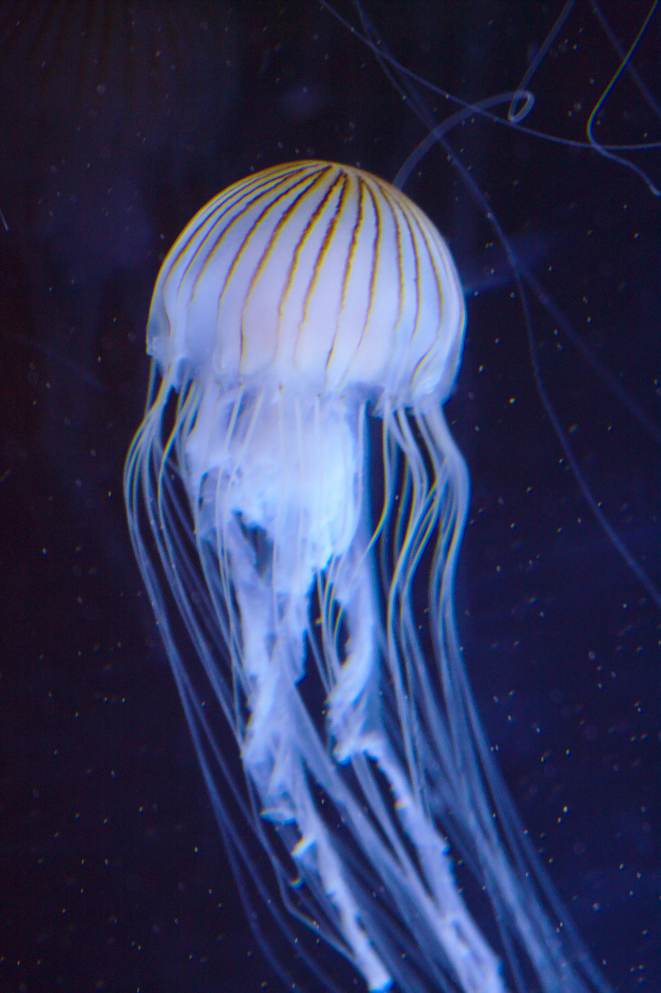 img 0008