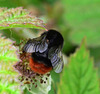 Redtailed Bumblebee - Bombus lapidarius ?