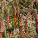 Horsetails