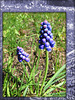 Grape Hyacinth