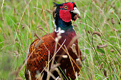 Pheasant