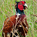 Pheasant