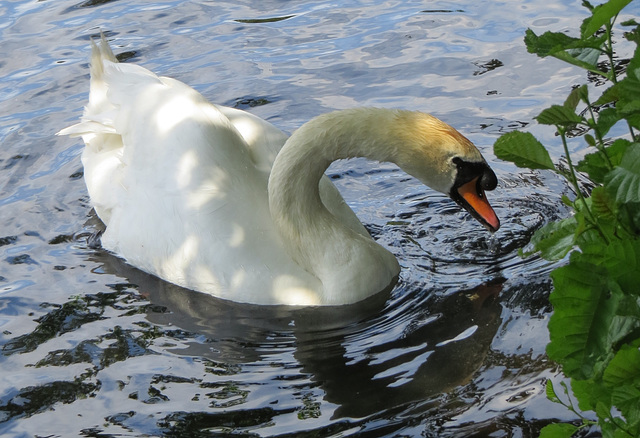 swan at valentines park, ilford, london