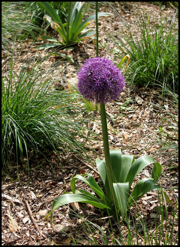 Jardin chinois-Ail   (13)