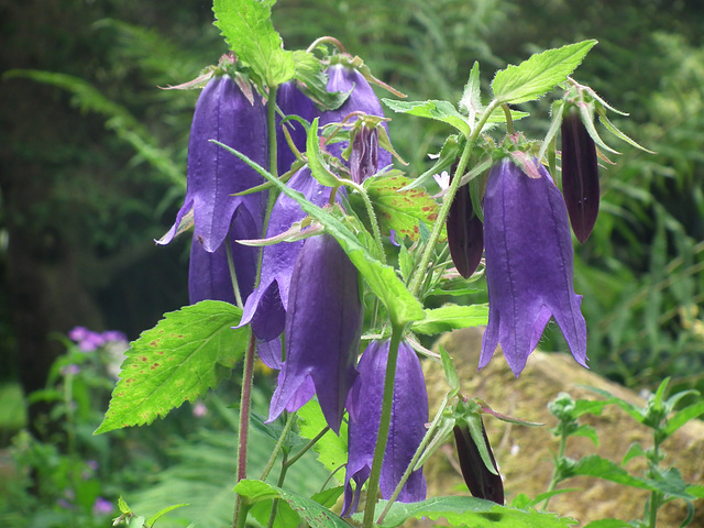 Canterbury Bells