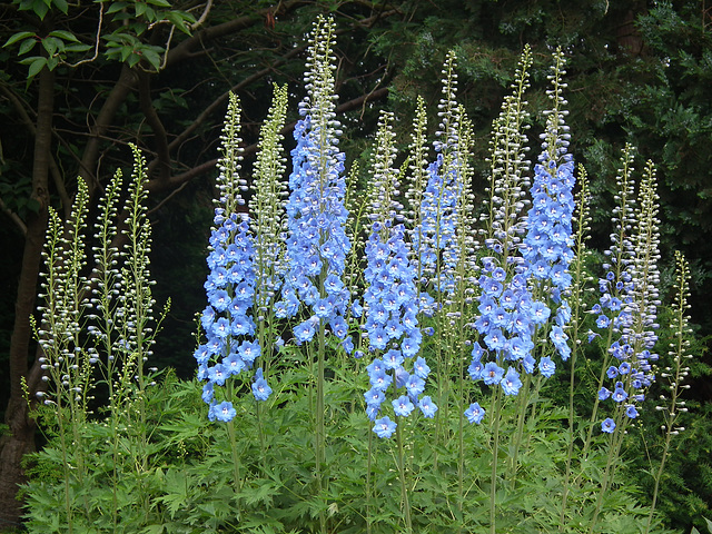 Delphiniums