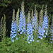 Delphiniums